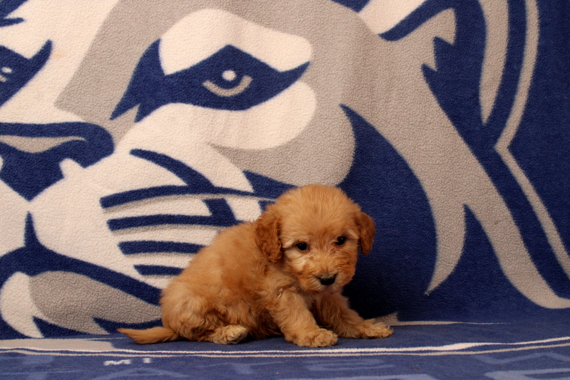 puppy, for, sale, Mini Goldendoodle F2B, Matthew B. Stoltzfus, dog, breeder, Gap, PA, dog-breeder, puppy-for-sale, forsale, nearby, find, puppyfind, locator, puppylocator, aca